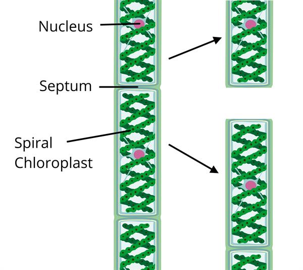 Budding, Fragmentation, and Spore formation — lesson. Science CBSE