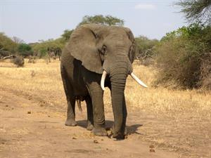 wilderness-adventure-wildlife-africa-mammal-national-park-1126058-pxhere.com.jpg
