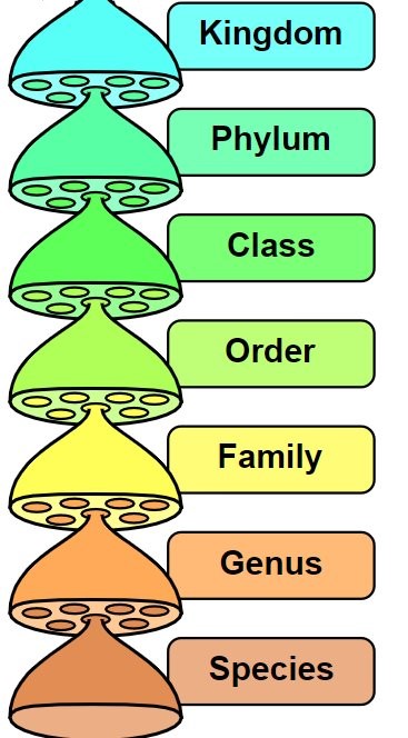 Basics of classification — lesson. Science State Board, Class 7.