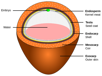 724px-Coconut_layers.svg.png