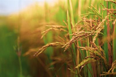 paddy-field-g514b6b79b_1920.jpg