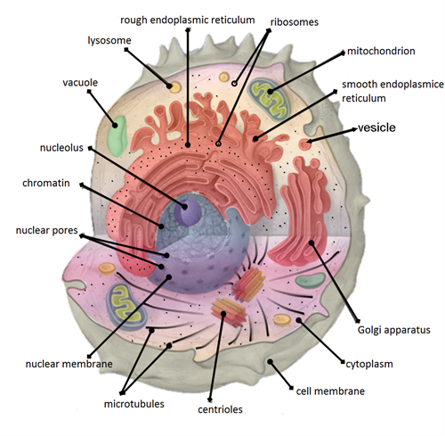 Cell-organelles-labeled.png