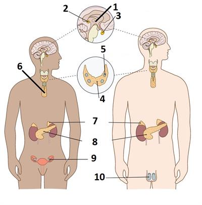 Endocrine glands in human beings male and female question.jpg