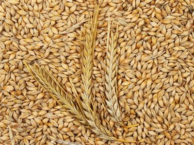 Barley grains North America - Yaclass.jpg