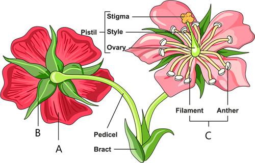 Parts of flower.png