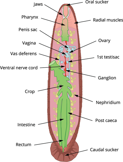 leech external anatomy