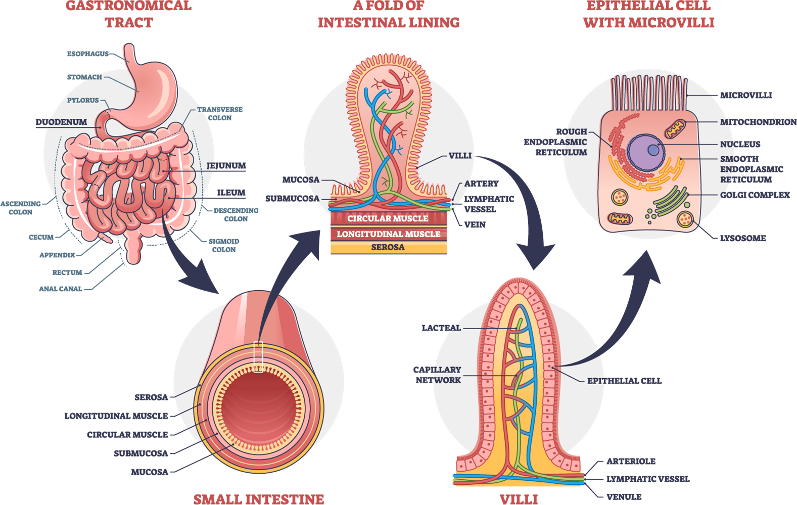 nutrition-in-human-small-intestine-and-large-intestine-lesson