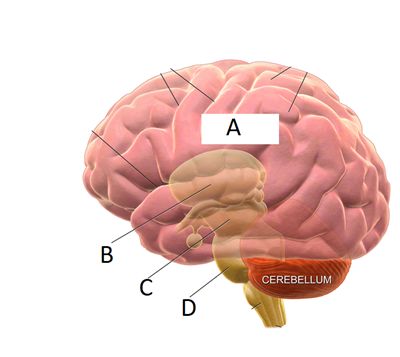 brain structure.png