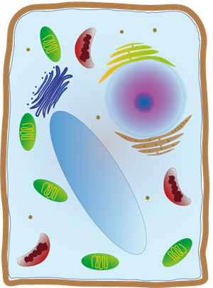 YCIND_220629_3983_plant cell structure.png
