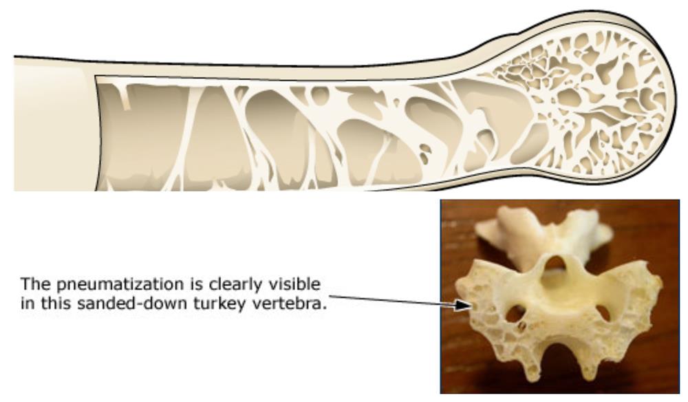 Adaptations observed in birds — lesson. Science State Board, Class 6.