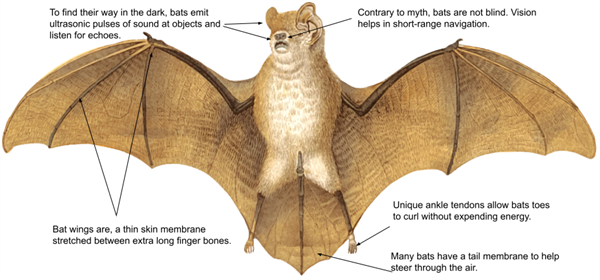 Adaptations in bats — lesson. Science State Board, Class 9.
