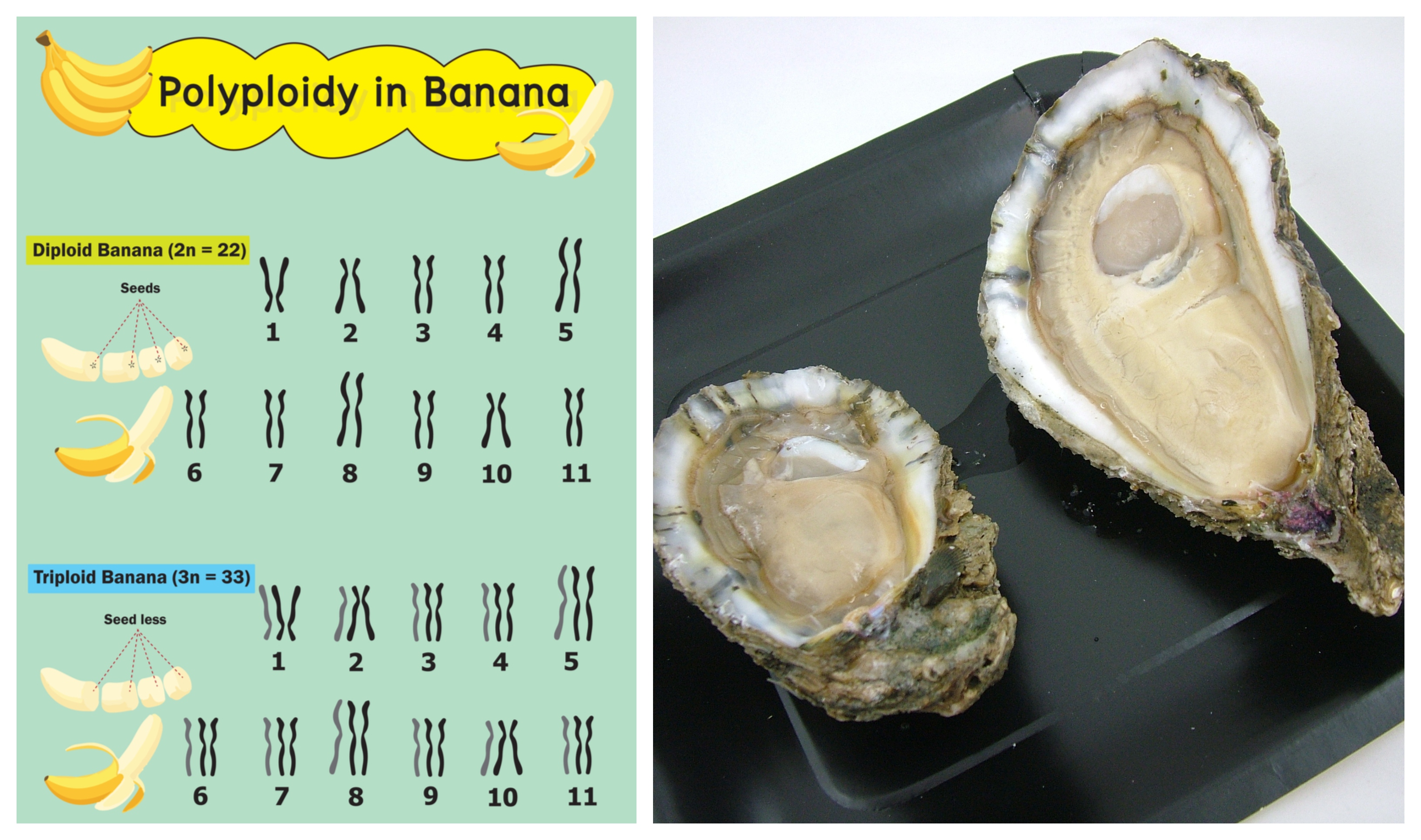 Mutation — lesson. Science State Board, Class 10.