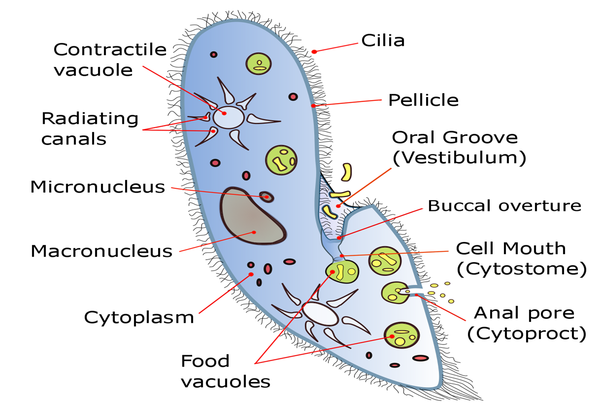 Protozoa and their structure — lesson. Science State Board, Class 8.