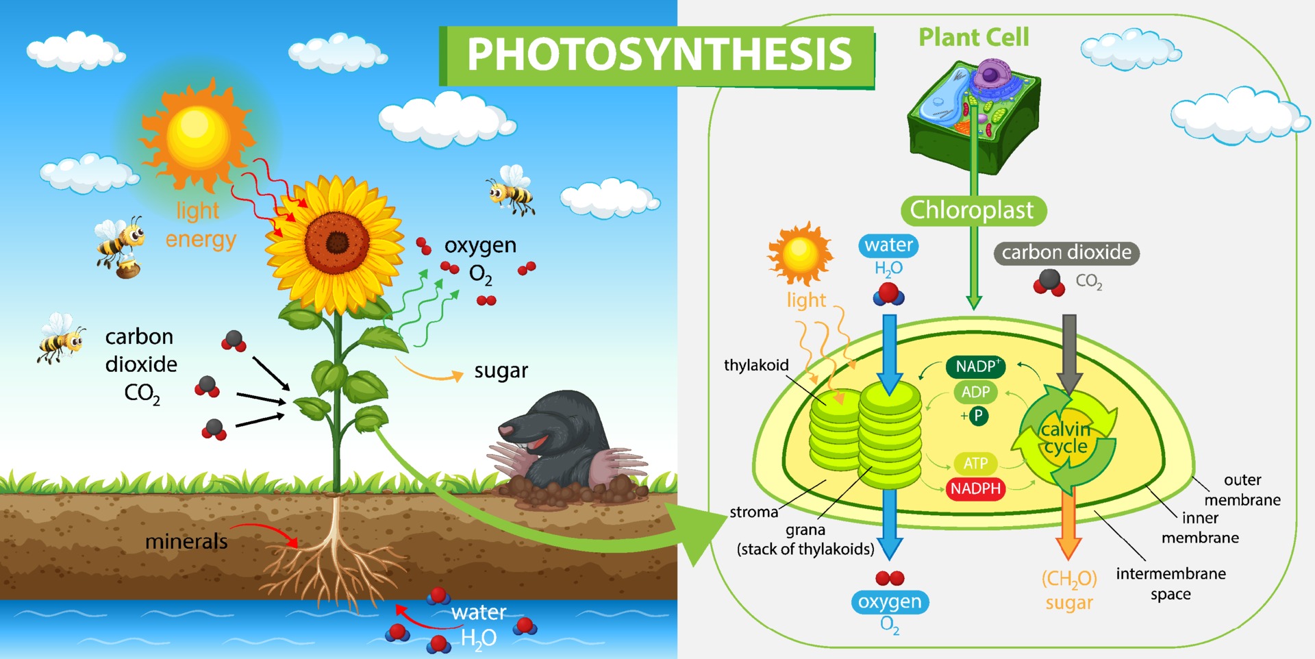 Фотосинтез диаграмма