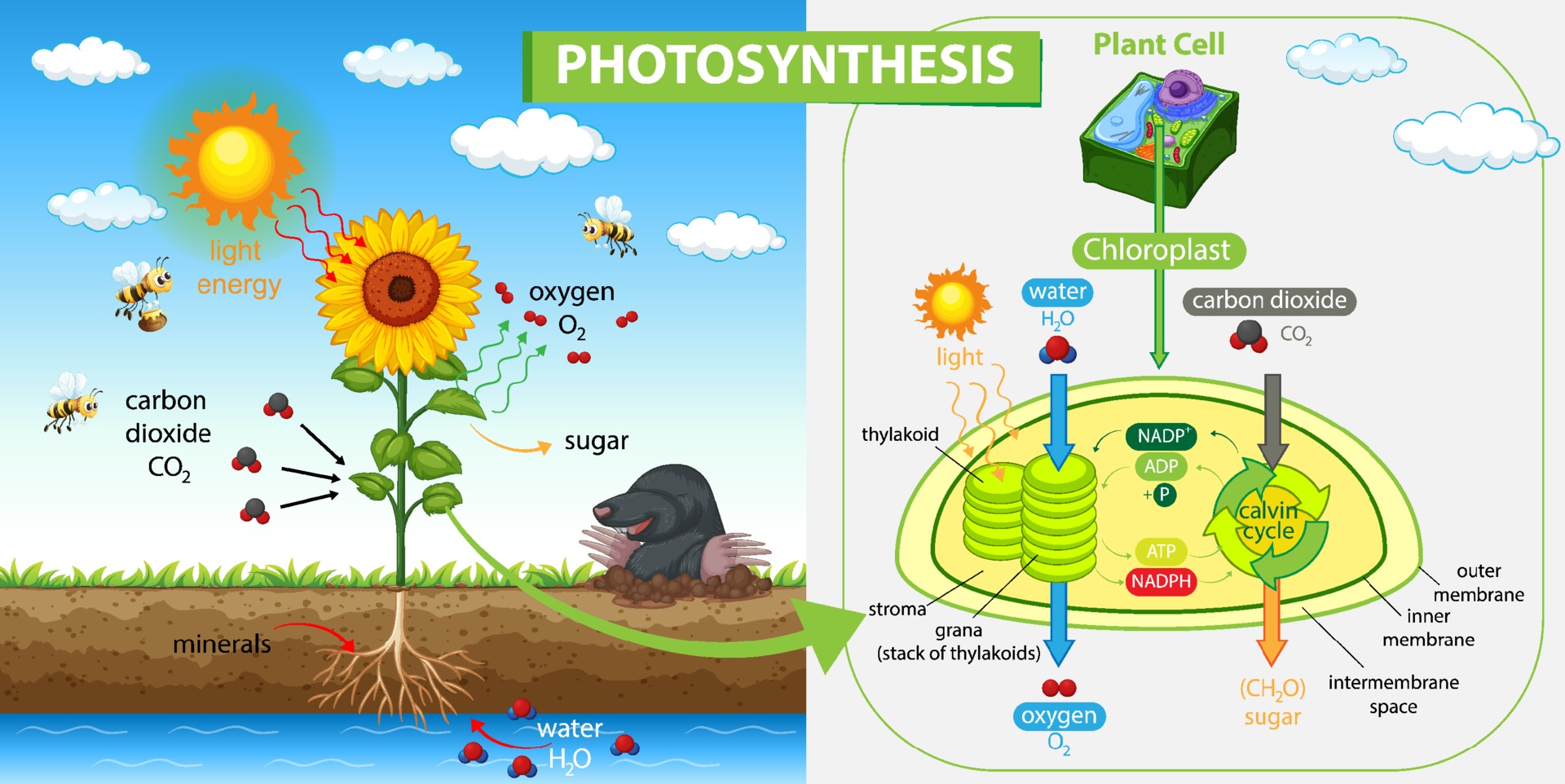 photosynthesis-and-its-requirements-lesson-science-state-board-class-9