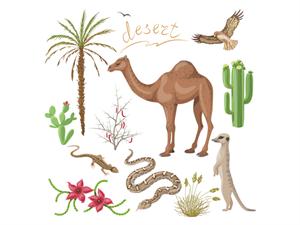 Desert plants and animals.jpg