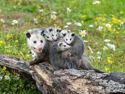 Opossums - South America - Yaclass.jpg