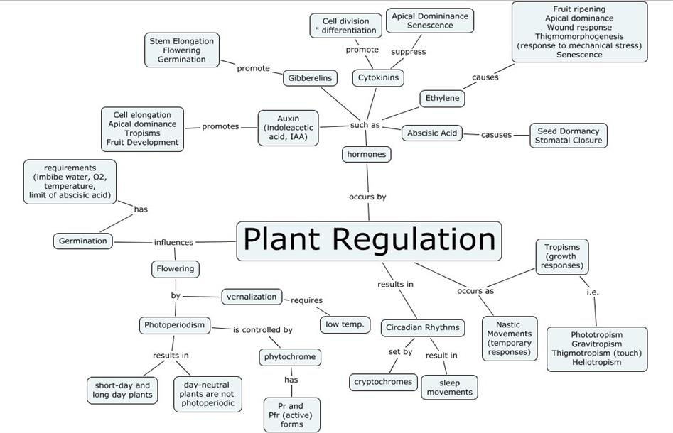 plant hormones.jpg