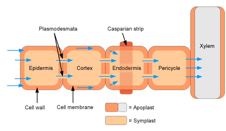 Movement of water in plants — lesson. Science State Board, Class 10.