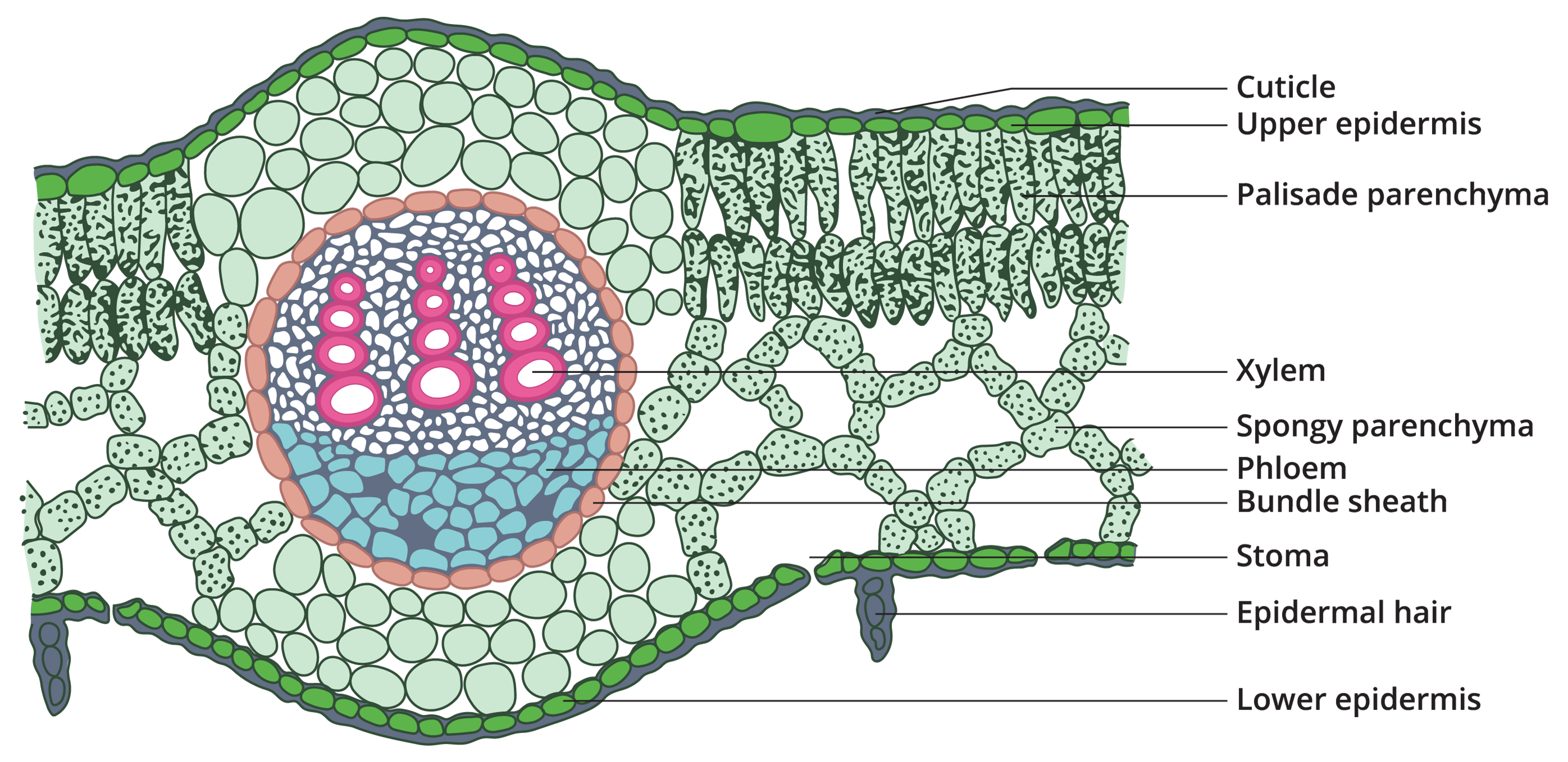 Internal Structure of dicot leaf (Mango Leaf) — lesson. Science State ...