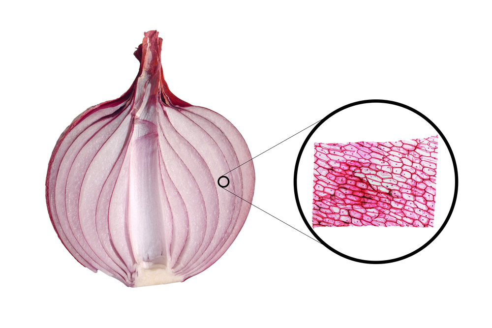 class 9 biology onion peel experiment