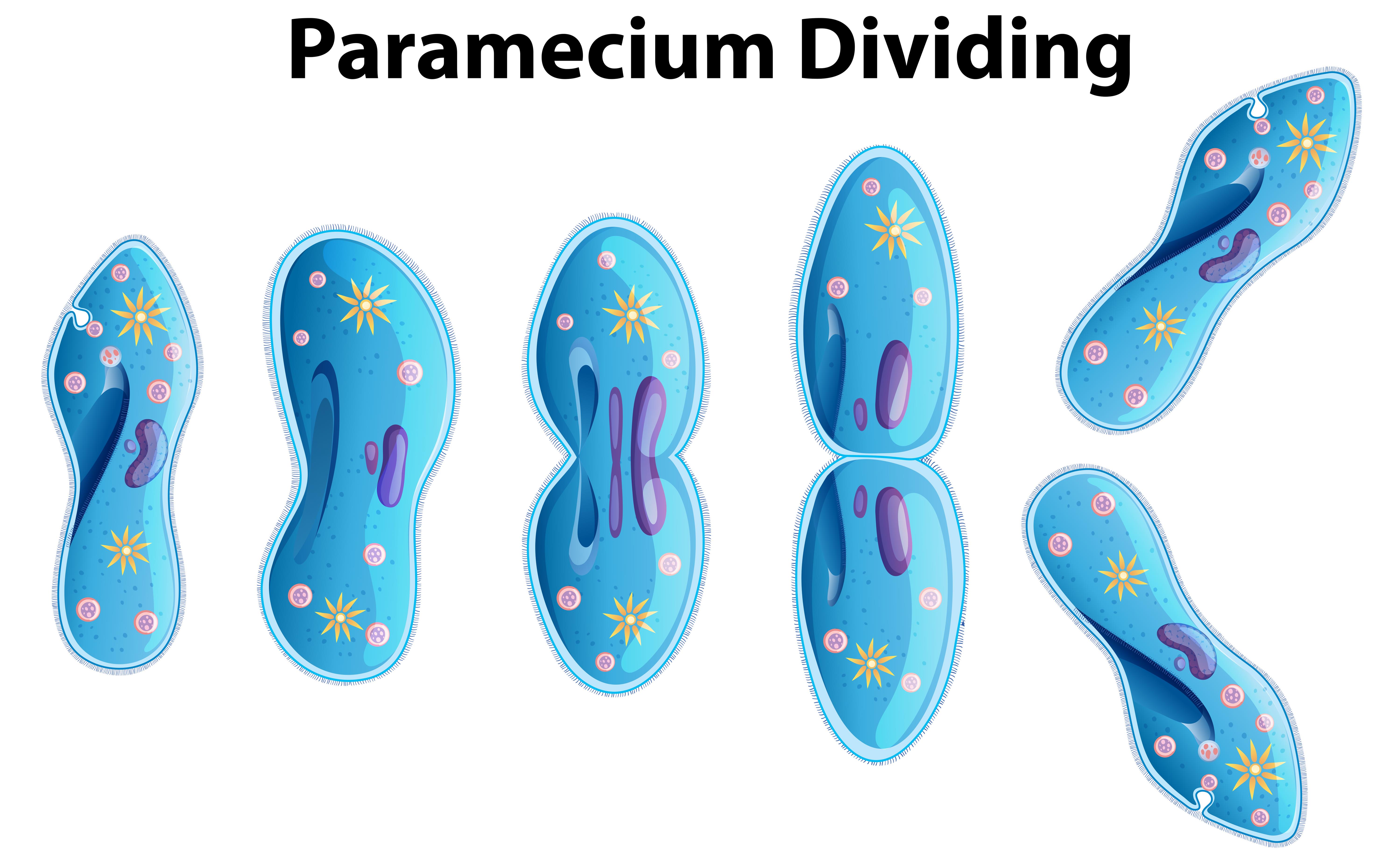 Asexual Reproduction — Lesson Science Cbse Class 8 