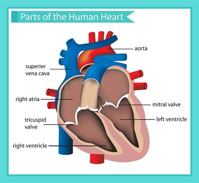 Human heart and heart beat — lesson. Science CBSE, Class 7.