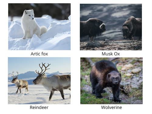 Tundra forest animals - North America - Yaclass.jpg