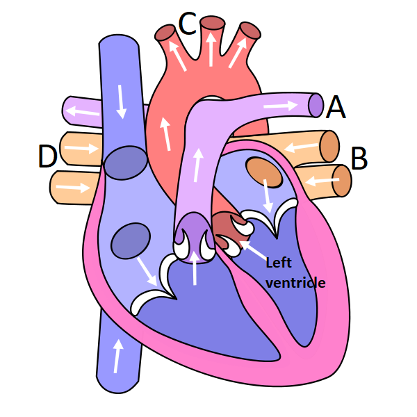 Types of circulation and the functions of the parts of the heart — task ...