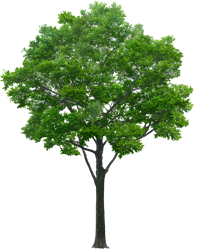 tree-5373563_960_720.png