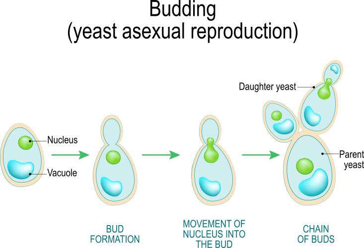 Other types of asexual reproduction — lesson. Science CBSE, Class 10.