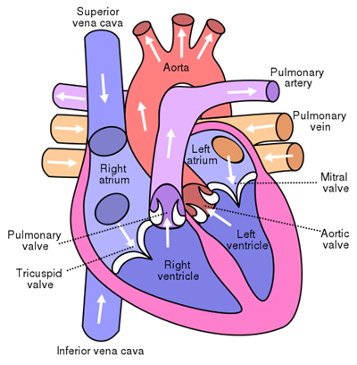 512px-Diagram_of_the_human_heart.svg.png