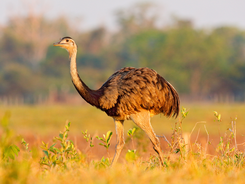 Wild life - South America — lesson. Social Science, Class 7.