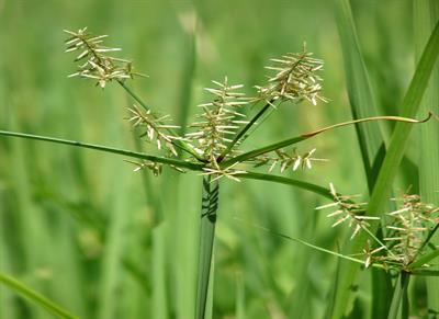 Cyperus_rotundus_at_Kadavoor.jpg