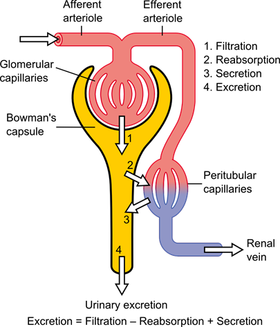 Physiology_of_Nephron.png