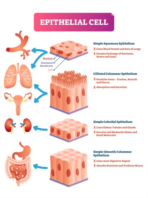 Classification of animal tissues and introduction of Epithelial tissue —  lesson. Science CBSE, Class 9.