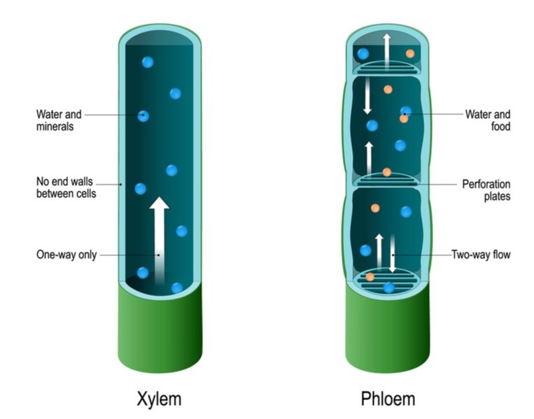 Complex permanent tissue xylem — lesson. Science State Board, Class 9.