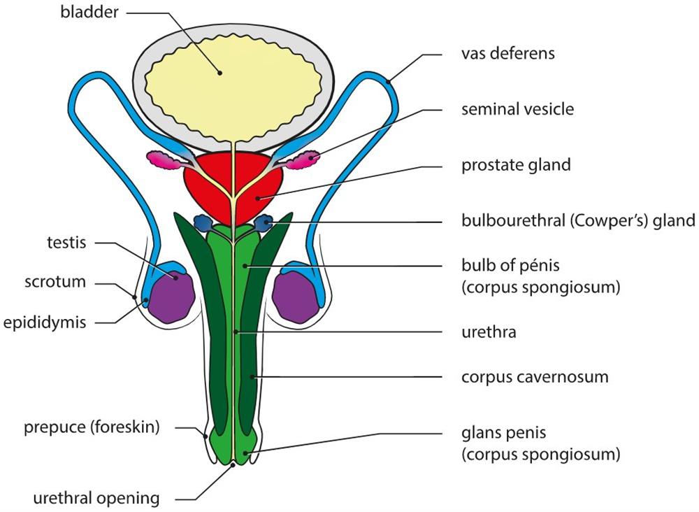 fototapeta-male-and-female-reproductive-system-with-main-parts-labeled