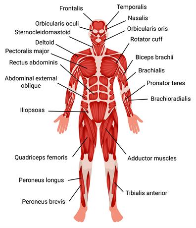 Muscular system — lesson. Science State Board, Class 6.