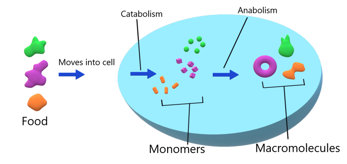 Metabolism — lesson. Science CBSE, Class 10.