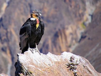 Condor - The largest bird prey - South America - Yaclass.jpg