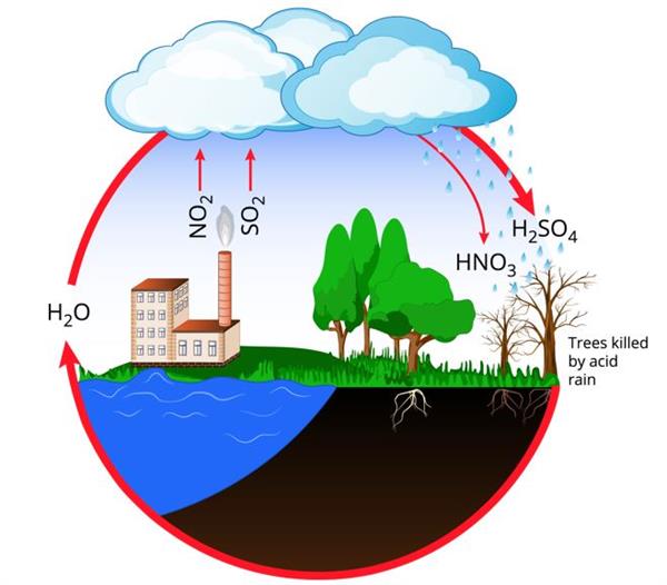 Acid Rain Consequences And Prevention — Lesson Science State Board Class 8 9316