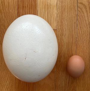 Ostrich_&_chicken_egg_comparison.jpg