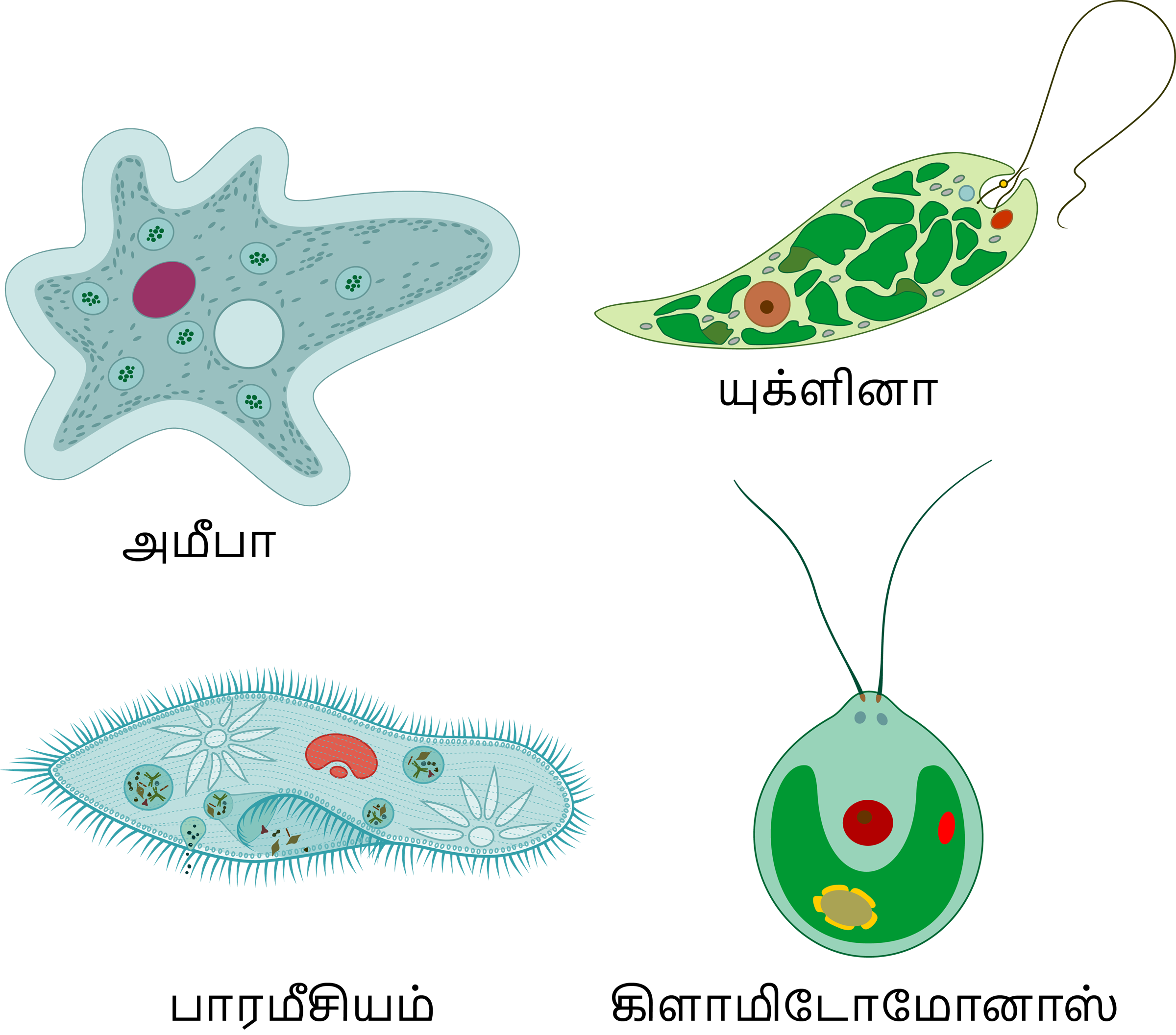 biology-human-cell-diagram