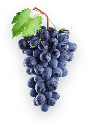 grape-fruit-grapevine-family-for-thanksgiving-5da67559b8d805.42214291.png