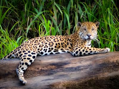 Jaguar - South America - Yaclass.jpg
