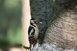 woodpecker-6352608_1920.jpg