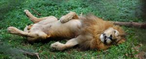 African_Lion_Resting_at_the_Entebbe_Zoo_in_Uganda.jpg