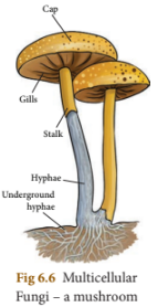 Fungi.PNG