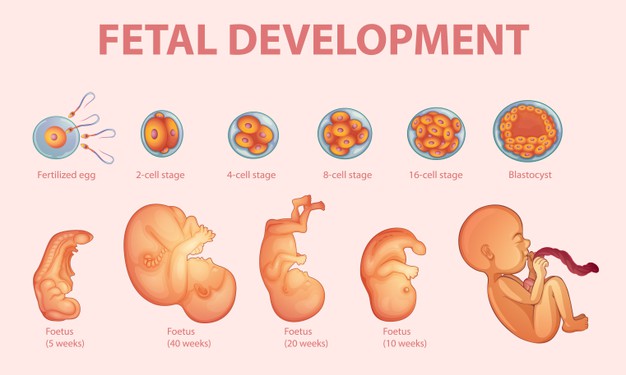 stages-human-embryonic-development_1308-49531.jpg